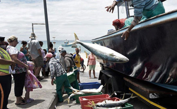 Abalobi, Suedafrika - Kleinfischer im Hafen mit Fang