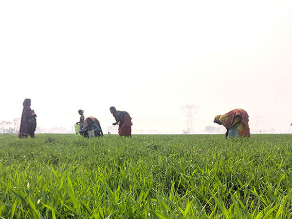 Pragya - New cultivation methods secure harvest