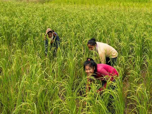 MIGIP - Agriculture by hand