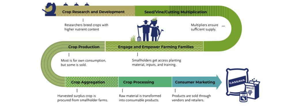 value chain of a fortified food like corn....
