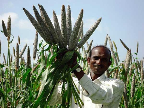 HarvestPlus builds value chains from seed to meals for school children.