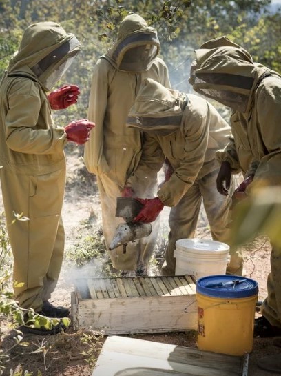 Die praxisorientierte Kurzausbildung in der Imkerei ermöglicht spätere Zusatzeinnahmen vor allem für Landwirte.