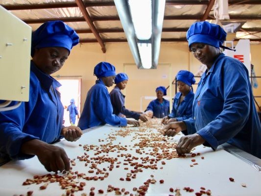 Frauen sortieren die Ernte für die Produktion von Lebensmitteln.