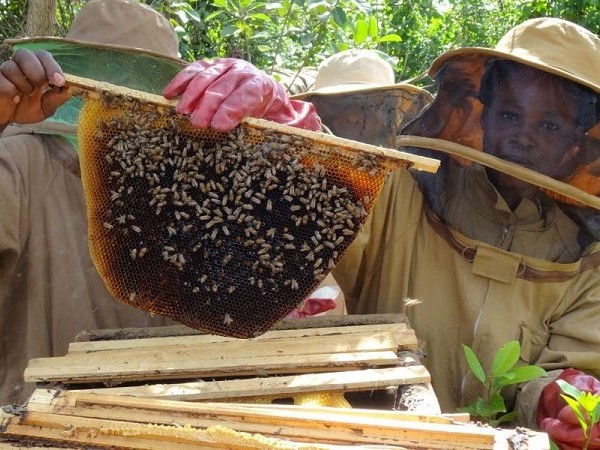 Nachhaltiger Kakao und Honig in Uganda