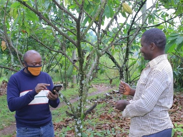 Cocoa farmer feeds data into digital traceability system.