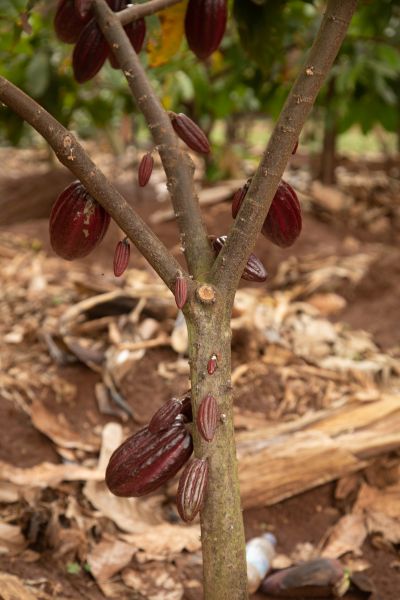The certified seed is more climate- resilient.